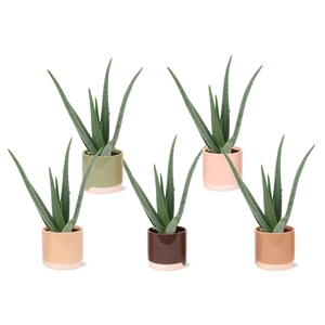 ALOE VERA