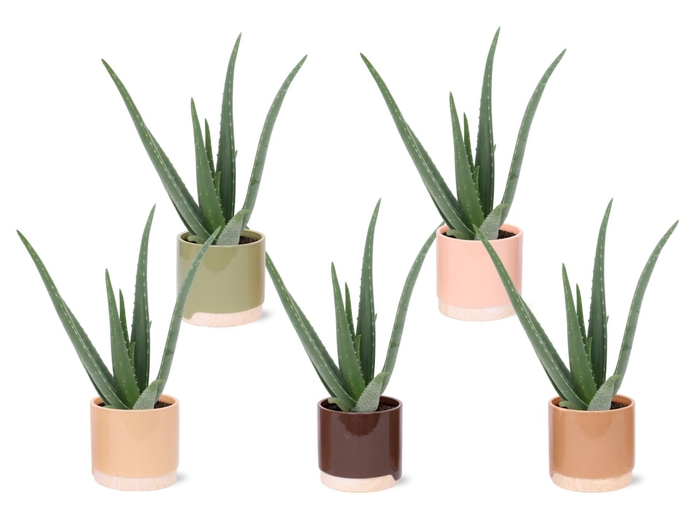 <h4>ALOE VERA</h4>