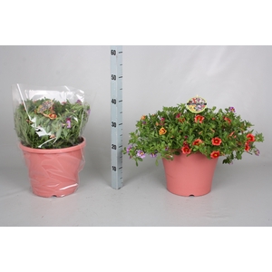CALIB MINIF GEM POT