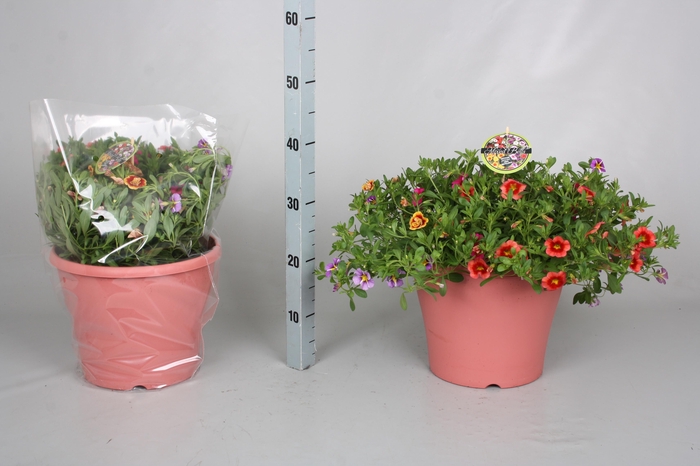 <h4>CALIB MINIF GEM POT</h4>