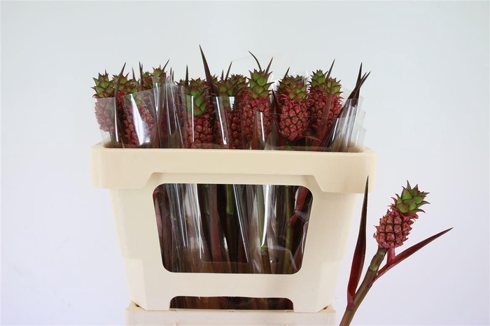 <h4>Ananas Perfeto Brazillie</h4>