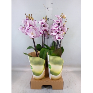 Phalaenopsis   ...rose