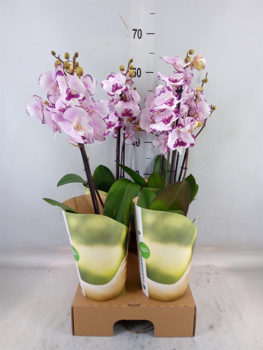 <h4>Phalaenopsis   ...rose</h4>