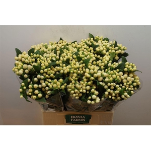 HYP MAG WHITE PRINCE