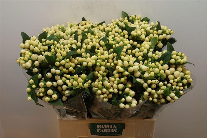 <h4>HYP MAG WHITE PRINCE</h4>