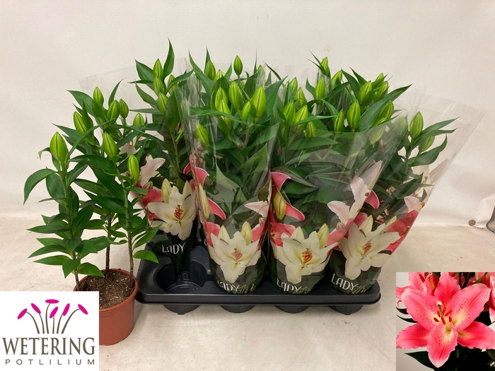 <h4>LIL OR SUNNY CAMINO</h4>