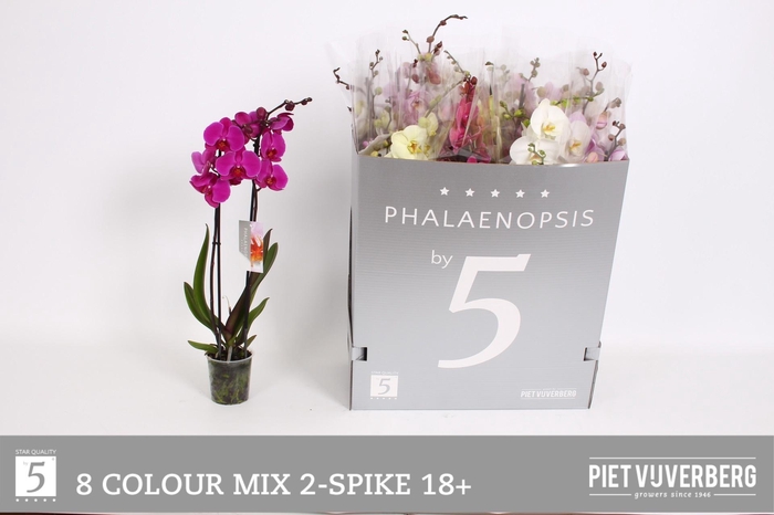 <h4>PHAL GEM 8 KL</h4>