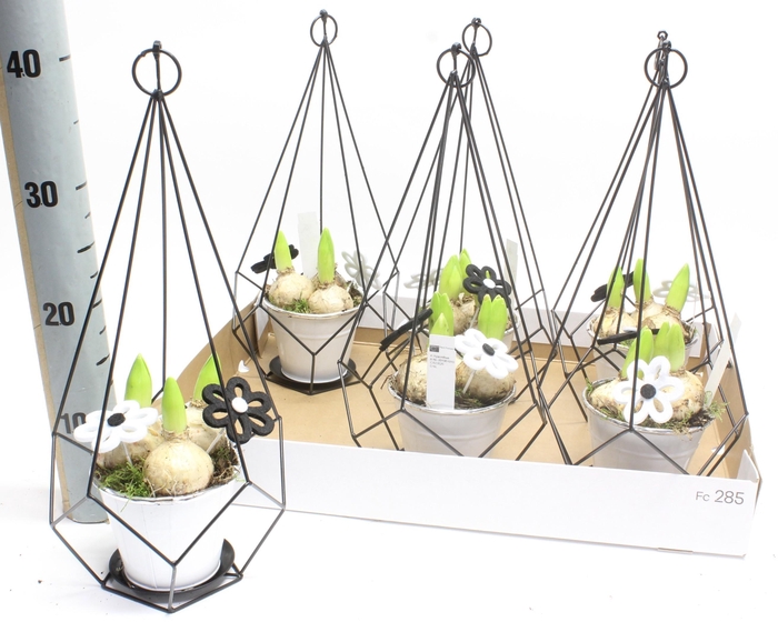 <h4>ARR HYACINTH</h4>