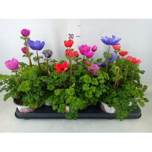 Anemone cor. 'Harmony'   ..mix