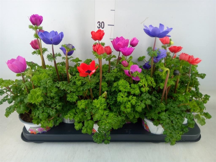 <h4>Anemone cor. 'Harmony'   ..mix</h4>