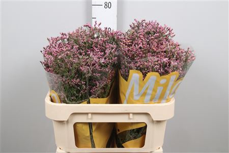 Lim Sin Tiffany Diamond