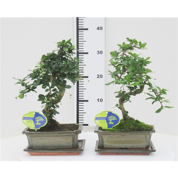 <h4>Carmona macrophylla, 20cm., shape, with drip tray</h4>