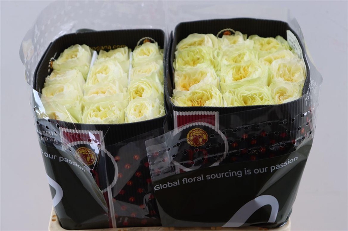 <h4>R Gr Antonia</h4>