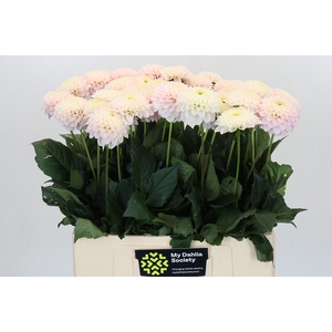 Dahlia Light Wizard