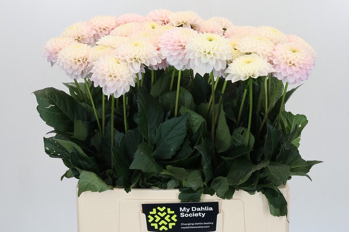 <h4>Dahlia Light Wizard</h4>