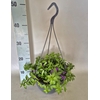 Hangpotten 23 cm Scaevola Trio