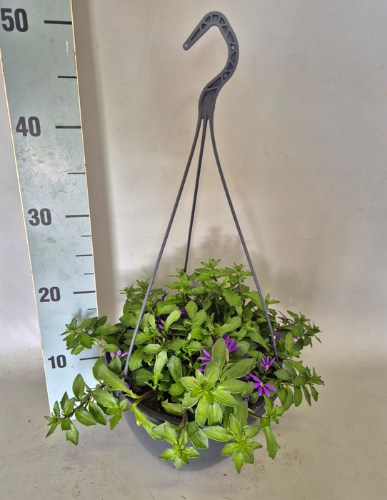Hangpotten 23 cm Scaevola Trio