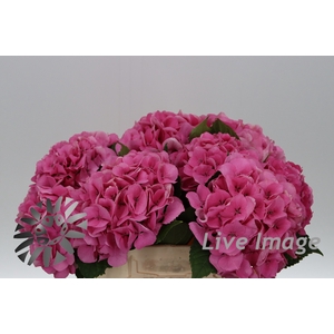 Hydrangea royal love