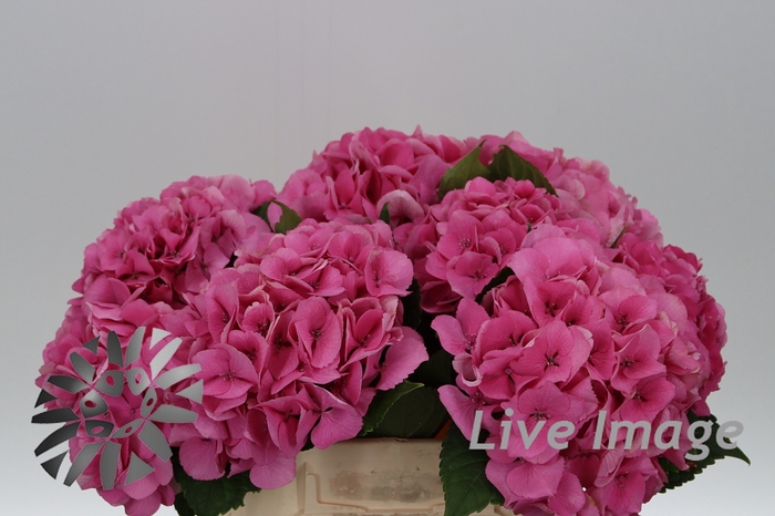 <h4>Hydrangea royal love</h4>