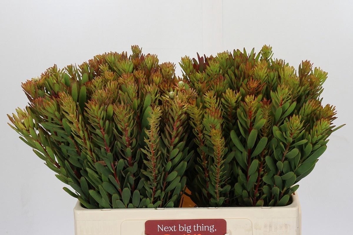 <h4>LEUCAD SAF SUNSET</h4>