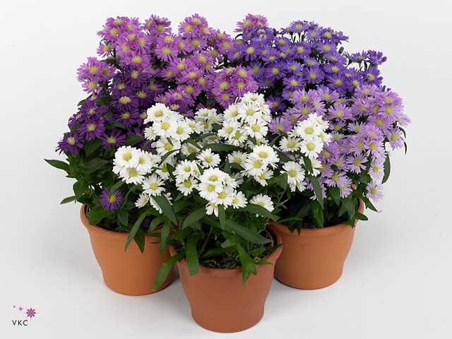 Aster N-B 'Starletta' ..mix