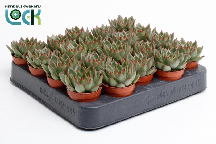 <h4>Echeveria Agavoides</h4>