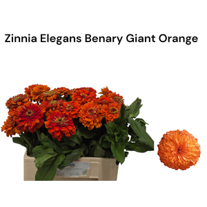 ZINNIA ELEGANS