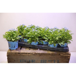 Myos Sy Mon Amie Blue