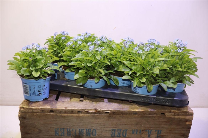 <h4>Myos Sy Mon Amie Blue</h4>