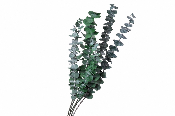 <h4>Dried Bleached Eucalyptus Baby Blue Dark Green</h4>