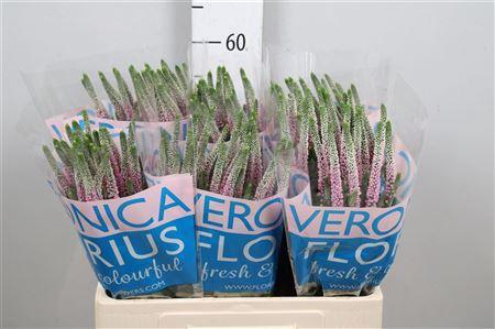 <h4>Veron Smart Roswitha</h4>