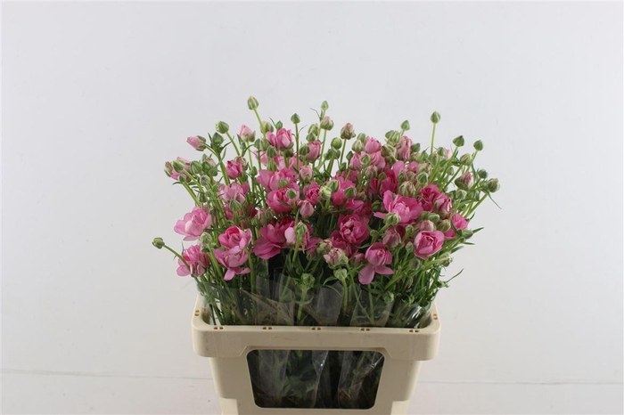 <h4>Ran. Moderna Dolce</h4>