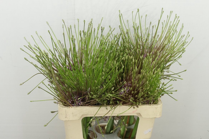 <h4>Allium Schubertii</h4>