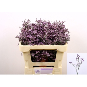LIM SAF LILAC