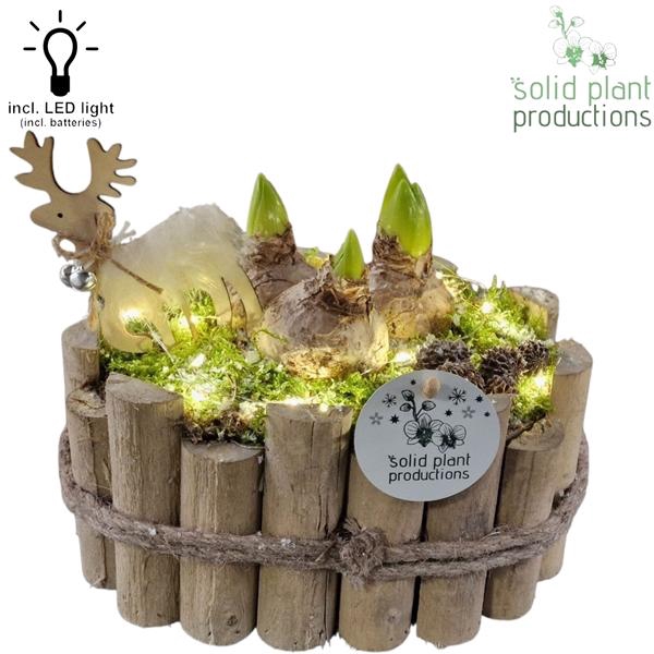 <h4>Arrangementen Hyacinthus 6%</h4>