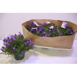 Camp Portenschlagian