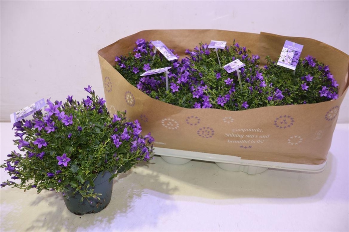 <h4>Camp Portenschlagian</h4>