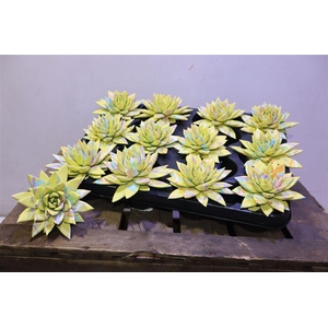 Echev Picasso Summer Design