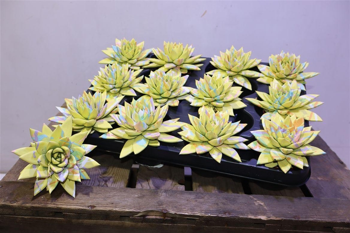 <h4>Echev Picasso Summer Design</h4>