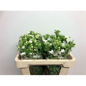 OXY CO PERF WHI HARM