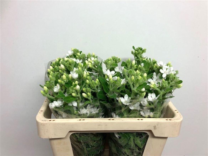 <h4>OXY CO PERF WHI HARM</h4>