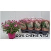 Chrys Gr Bm Sosi Pink