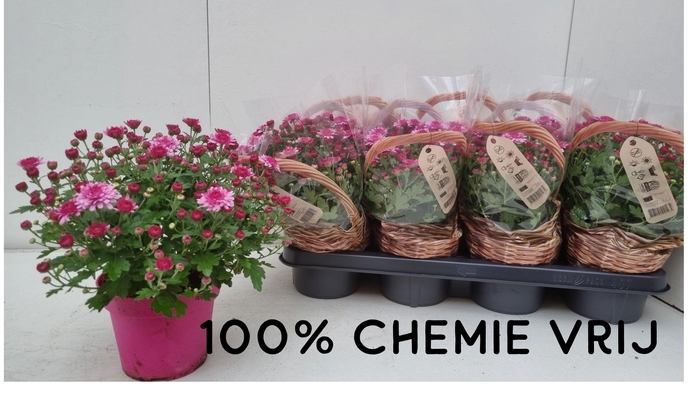 Chrys Gr Bm Sosi Pink