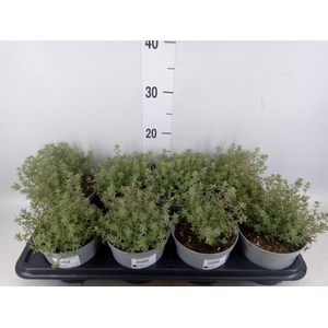 Thymus vulgaris 'Compactus'