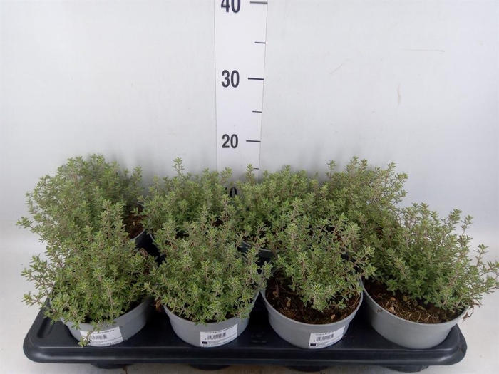 <h4>Thymus vulgaris 'Compactus'</h4>
