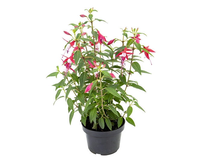 <h4>BRINCO DE PRINCESA P14</h4>