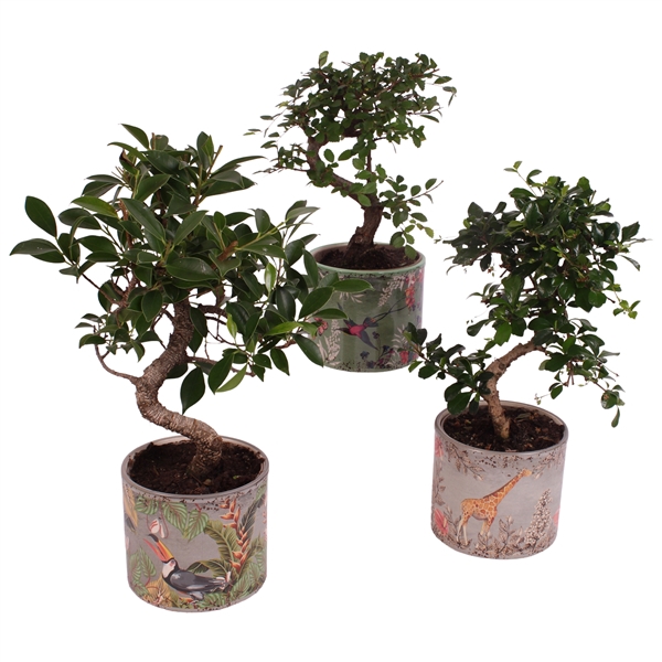 <h4>Bonsai Indoor Mix Ø12cm S-Shape in Ø 13cm Ceramic BY561</h4>