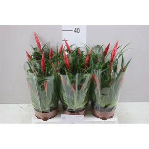 Vriesea Multi Astrid