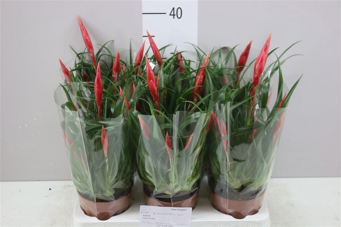 <h4>Vriesea Multi Astrid</h4>