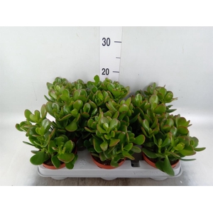 Crassula ovata